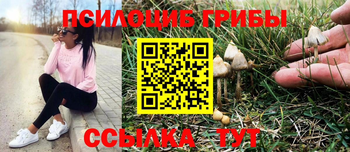 где купить   Вход с VPN  Приморско-Ахтарск  Псилоцибиновые грибы прущие грибы 